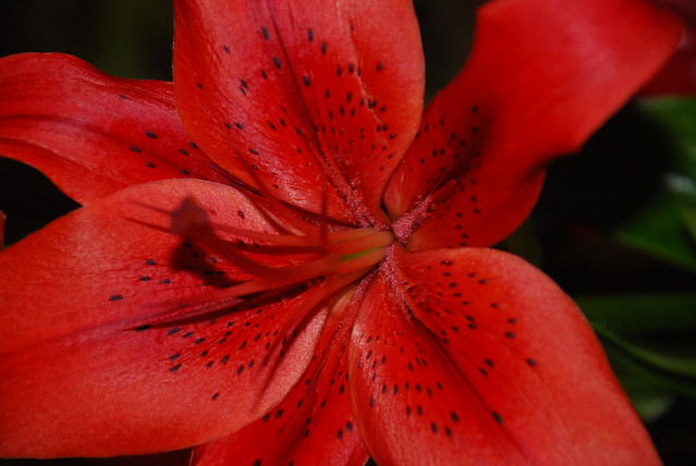 Red Lillie