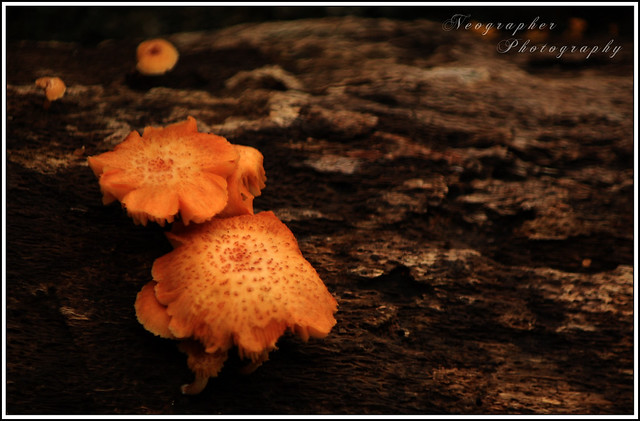 Orange Colored Mushrooms