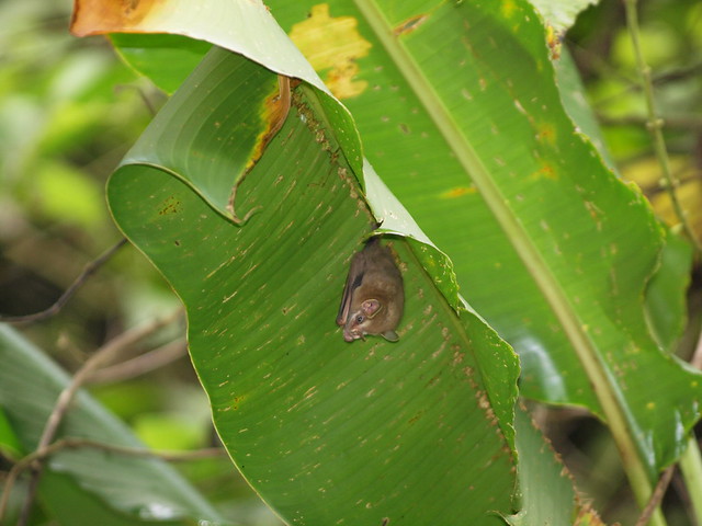 Bat Hiding under a Leaf