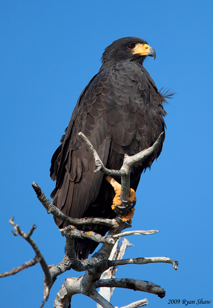 Common Black Hawk (Buteogallus anthracinus)