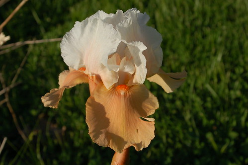 iris flower nature bloom beardediris blazingsunrise