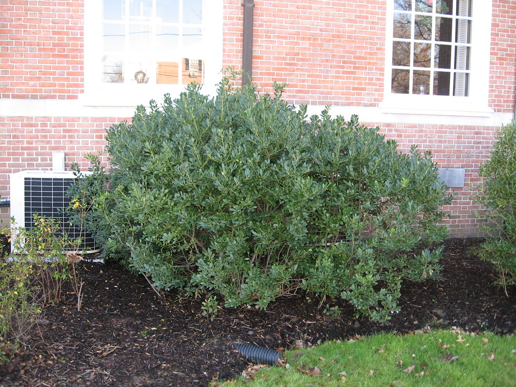 Inkberry, Compact | Ilex glabra 