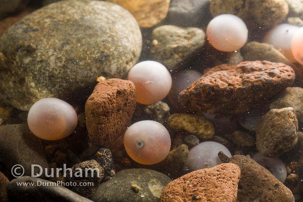 salmon eggs, Coho salmon (Oncorhynchus kisutch) eggs in a r…