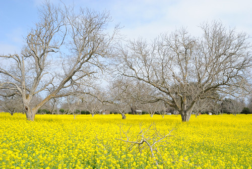 california ca flowers yellow spring orchard bloom mustard