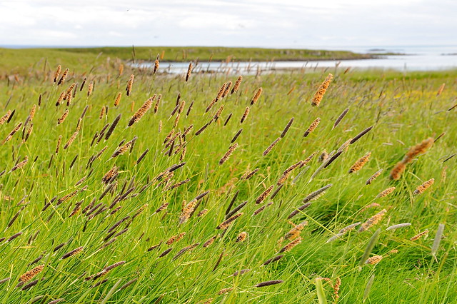 Alopecurus pratensis Haliðagras /  Meadow Foxtail