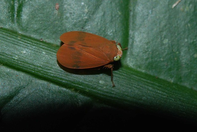 Unidentified Leafhopper XIII