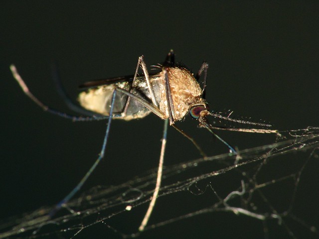 Lamok / Mosquito
