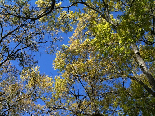 Oak Canopy