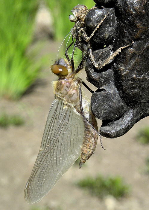 Birth of a Dragonfly