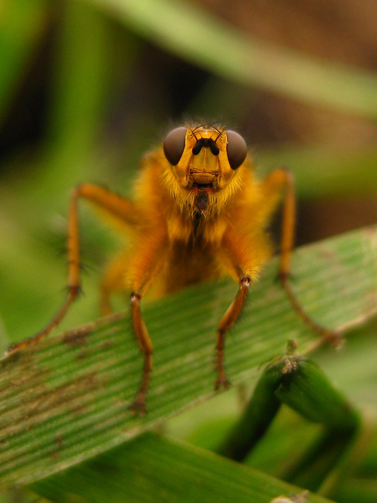 dung fly