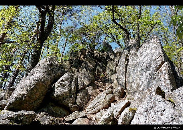 le rocher du corbeau (554 m.) wintzenheim