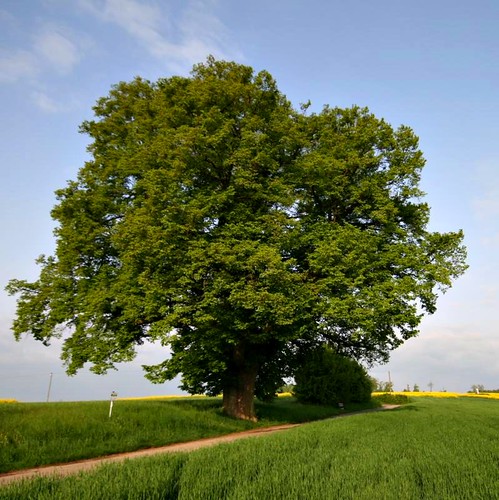 Hoher Baum - Spring View by sramses177, This tree called "Hoher Baum" is approximately 400 years old.
It´s located between Magstad