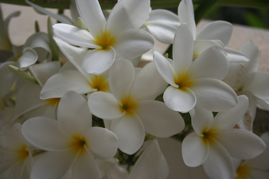 Jasmim, também chamada flor do cemitério resistente contra… | Flickr