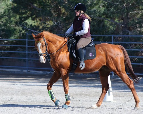 Will Faerber Classical Dressage Clinic March 27 and 28, 2010 | by Camera Wench
