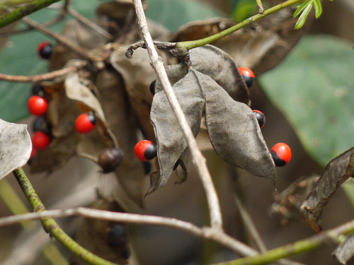 Gunja (Bengali: গুঞ্জা) | Fabaceae (pea, or legume family) »… | Flickr
