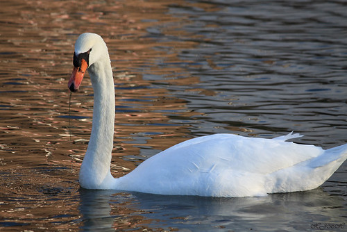 Swan by LHJB Photography 