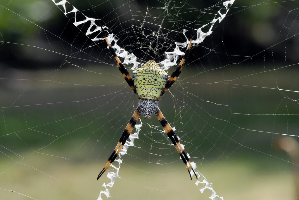 Hawaiian Garden Spider Argiope Appensa Female Ddz 0053 Flickr
