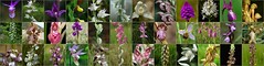 Gallery European orchids mosaic 1 by Bas Kers (NL)