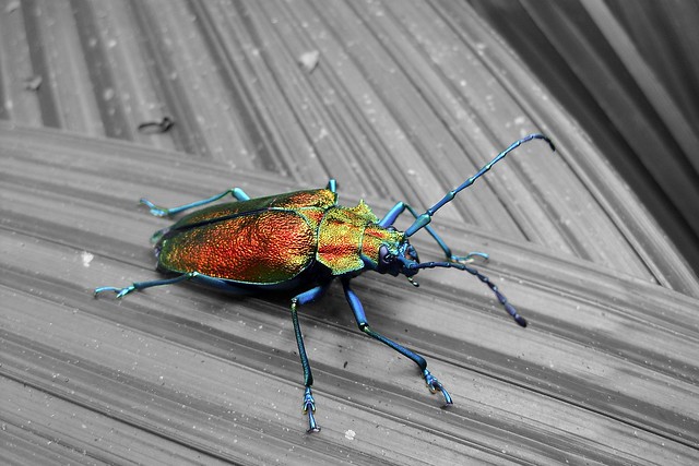 Coleoptera: Cerambycidae: Prioninae