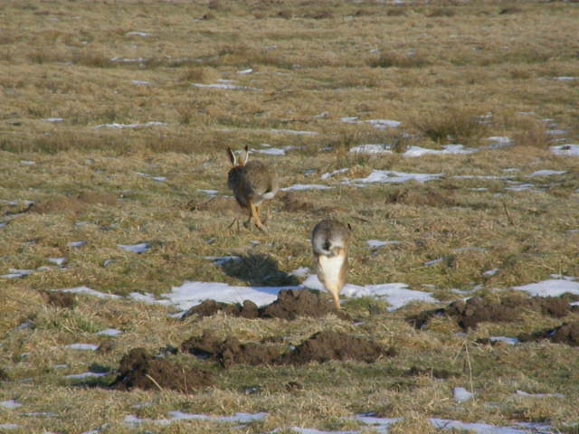 Lepus europaeus (European Hare / Haas)