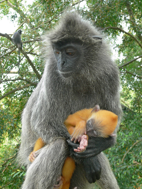 Silvered Langur mother & baby
