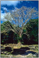 Sciba, Sacred Tree of the Maya