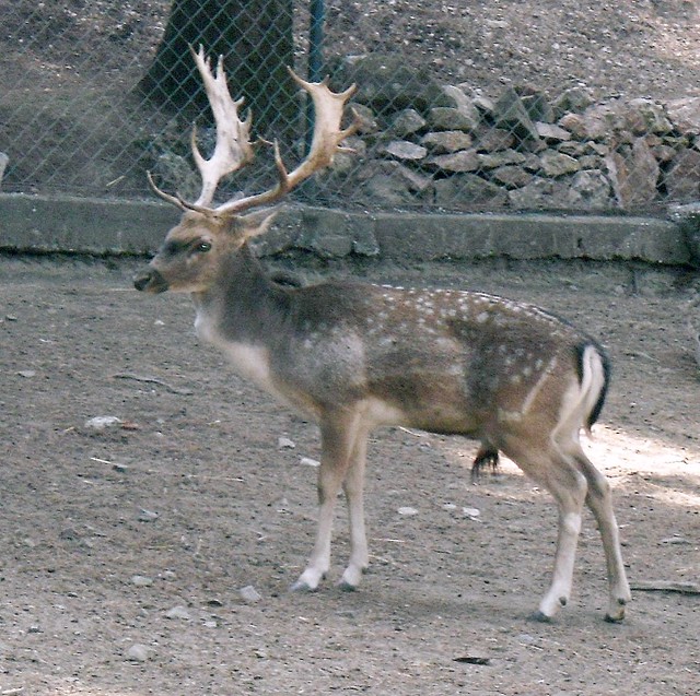 Profitis Ilias deer park Rhodes