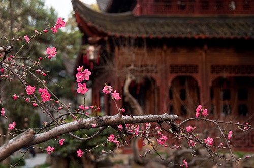 Primavera cinese by albi_tai