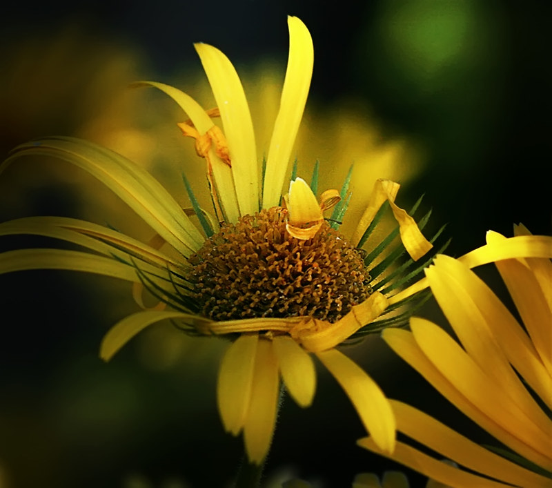 yellow daisies 1 by axiepics
