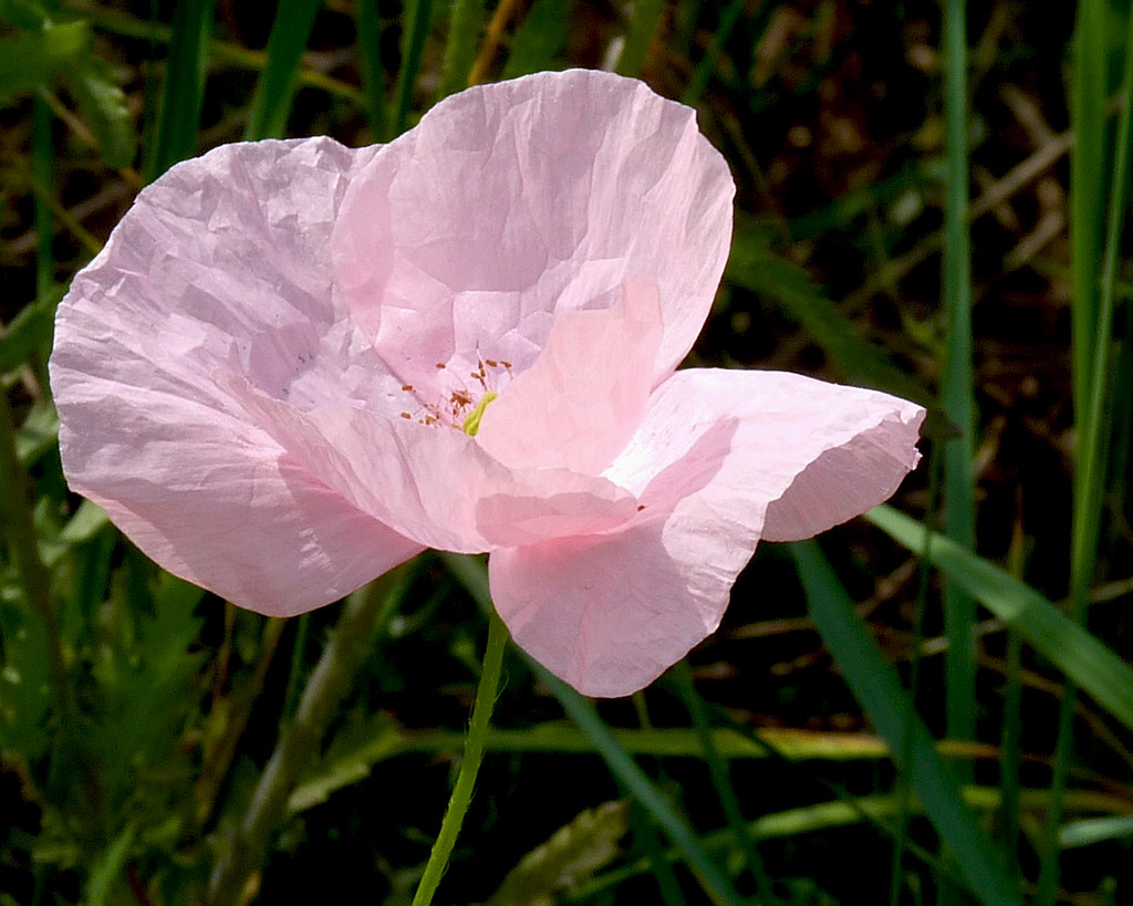 Papavero rosa - Pink poppy | Non avevo mai visto un papavero… | Flickr