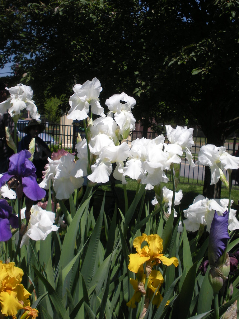 Presby Memorial Iris Gardens Upper Montclair Nj 22 Flickr