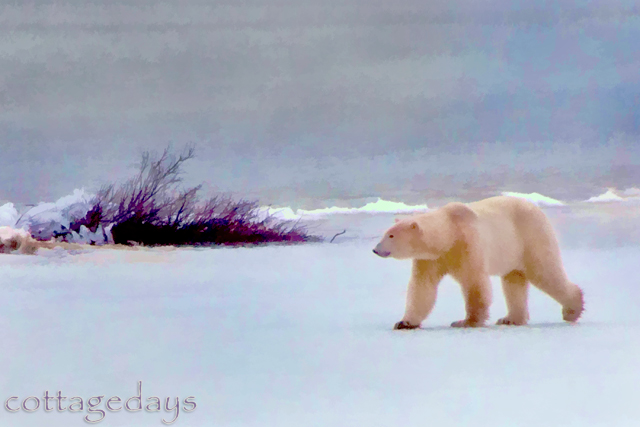 polar walk in watercolor