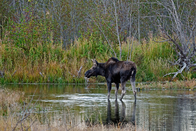 Moose in the Tetons