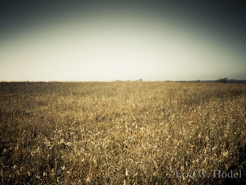 old sky grass texas olympus prairie pure blackland e410 gtowneric ericwhodel parkhillprairie