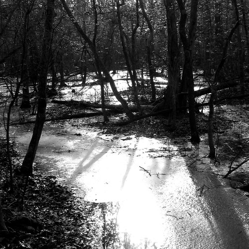 trees light shadow blackandwhite bw reflection ice forest newjersey woods nj cumberland delawarebay theglades cumberlandcounty downe gladeswildliferefuge