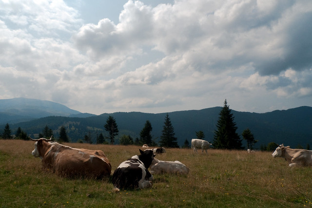 Carpathian cattle