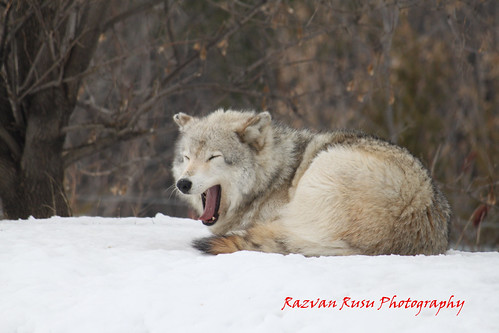 Canadian Wolf | by lenovo_T500