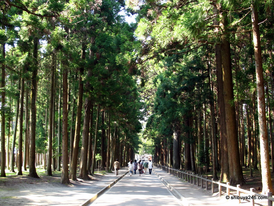 Inside the grounds. Wonderful tall tree coverage