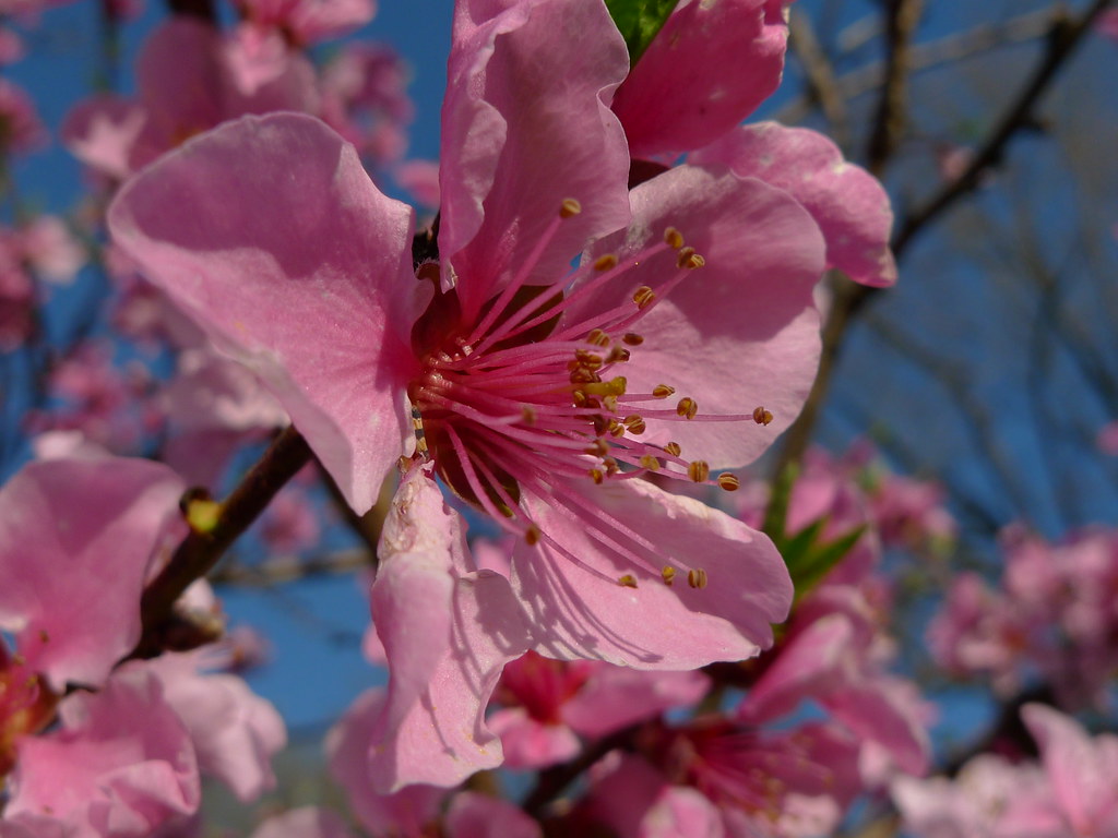 Peach flower | The peach (Prunus persica) is a species of Pr… | Flickr