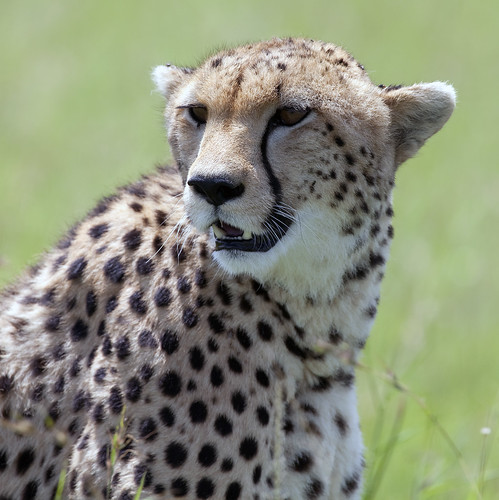 Cheetah | by Wild Pixel Safaris