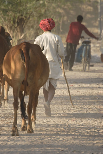 May/2010 - Farmer Girdhai Lal Jat herds his cattle through the village of Nagar, in tonk district, Rajasthan, India, to water.(photo credit: ILRI/Stevie Mann).