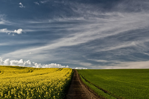 road blue sky green grass yellow clouds landscape spring nikon rapeseed d5000