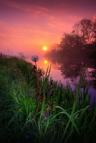 Dandelion Sunrise by ouldm01