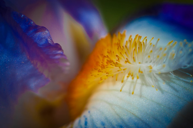 Blue Iris closeup