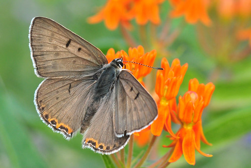 park orange creek butterfly grey copper kansas milkweed wichita chisholm chisholmcreekpark
