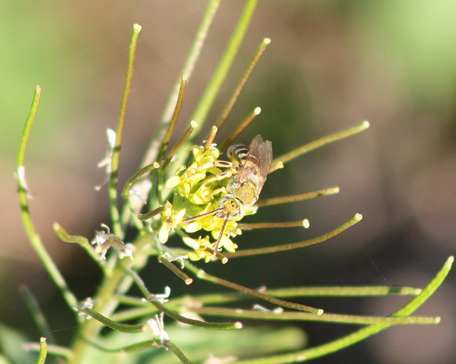 Agapostemon texanus, Metallic Green Bee