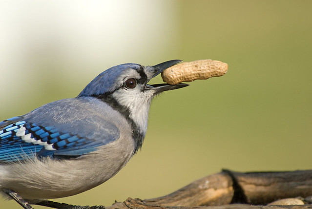 How Many Peanuts Can One Blue Jay Carry??