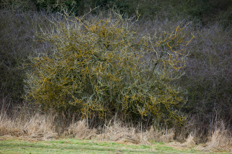 Lichen-covered sloe bush