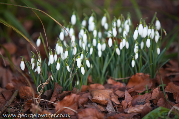 First Snowdrops of the Year