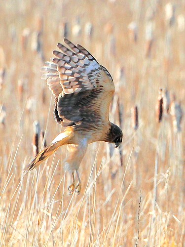 Northern Harrier | by tony y. h. tong